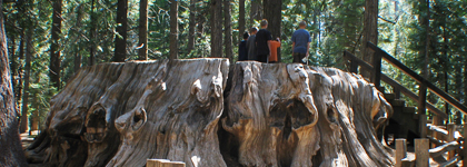 Calaveras Big Tress Sp