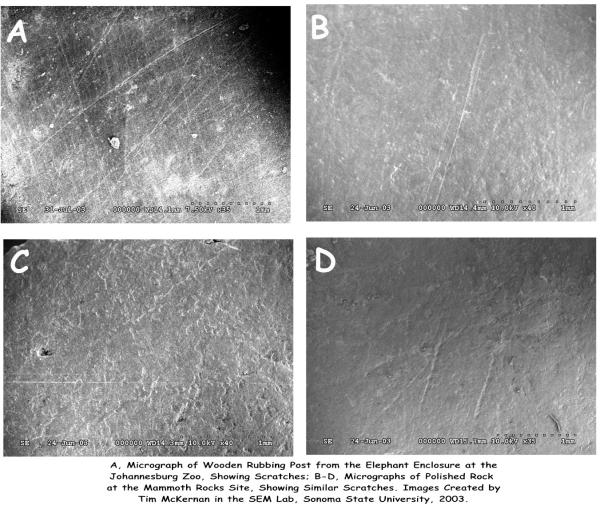 Fig. 4: Comparison of the Polished Surface of an Elephant Rubbing Post to Polished Rock Surfaces at the Mammoth Rocks Site. Micrographs by Tim McKernan, 2003.
