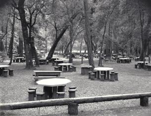Hisrtoric photo of the 1935 CCC built picnic tables at Big Basin