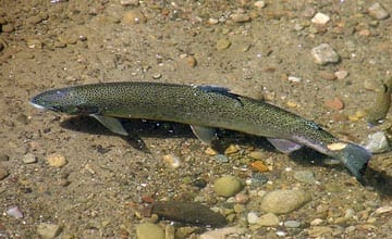 steelhead steelhead
