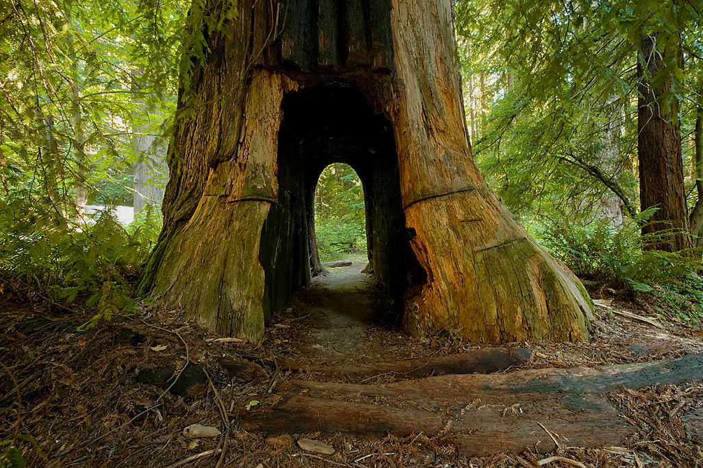 Smithe Redwoods SNR