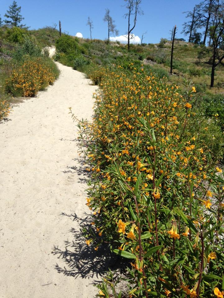Sandhill Trail