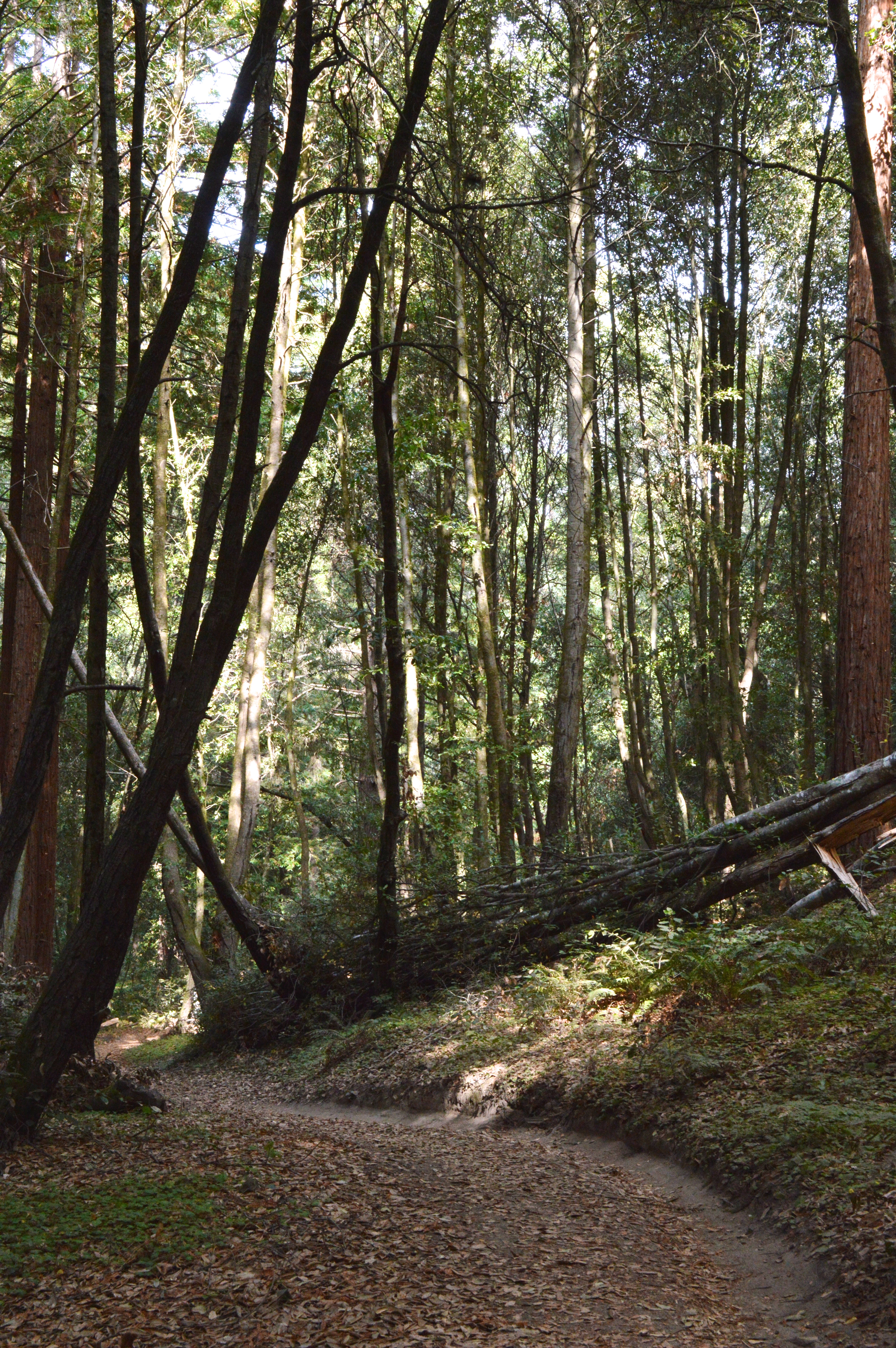 Grove of trees