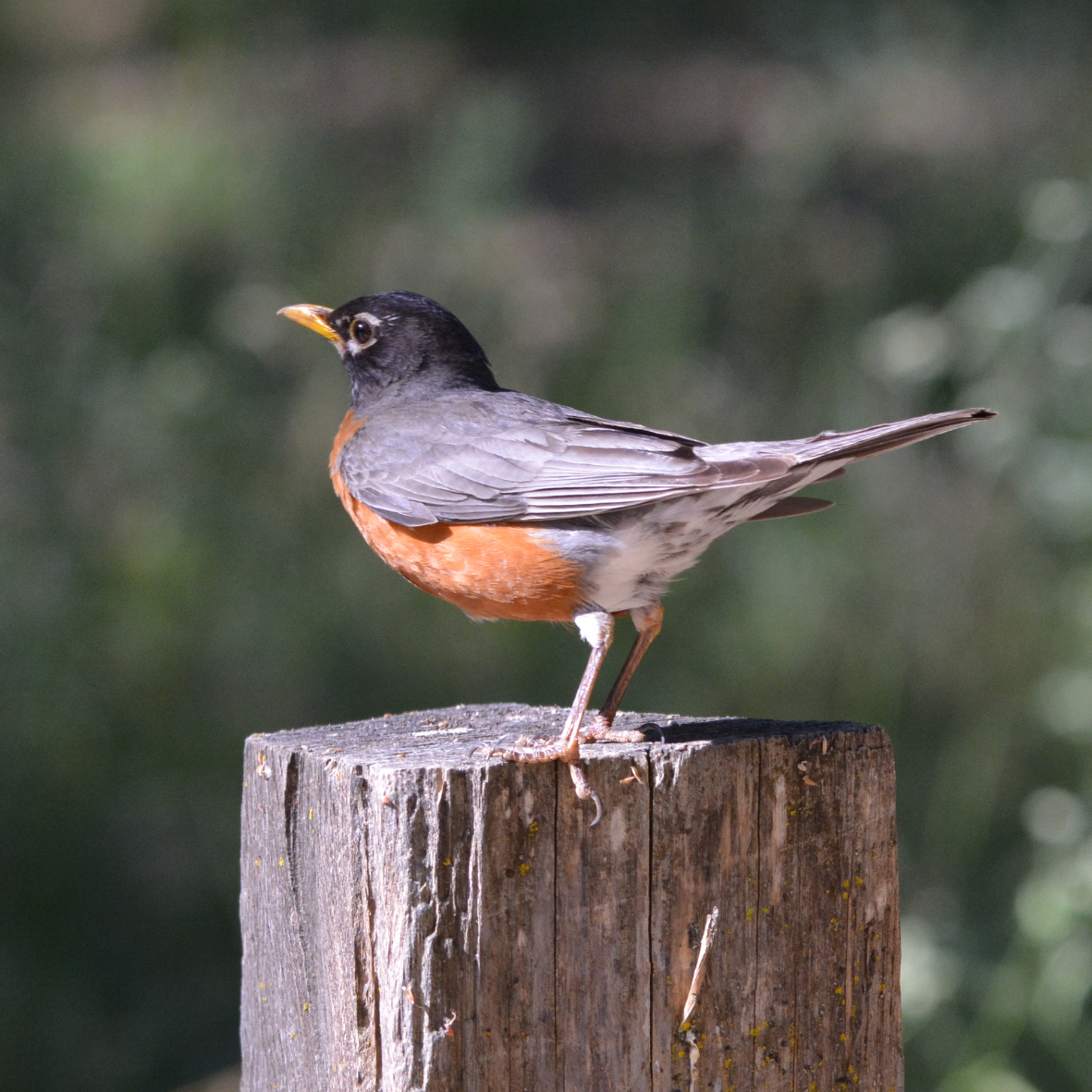 Robin sitting on post 