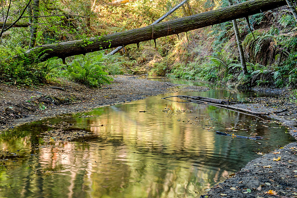 The Forest of Nisene Marks SP